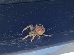 Araneus quadratus