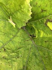 Heterotoma planicornis