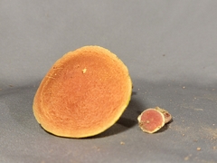 Hortiboletus