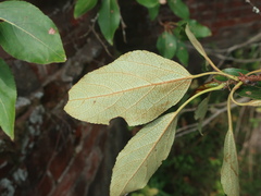 Populus longifolia