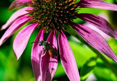 Sphecodes albilabris