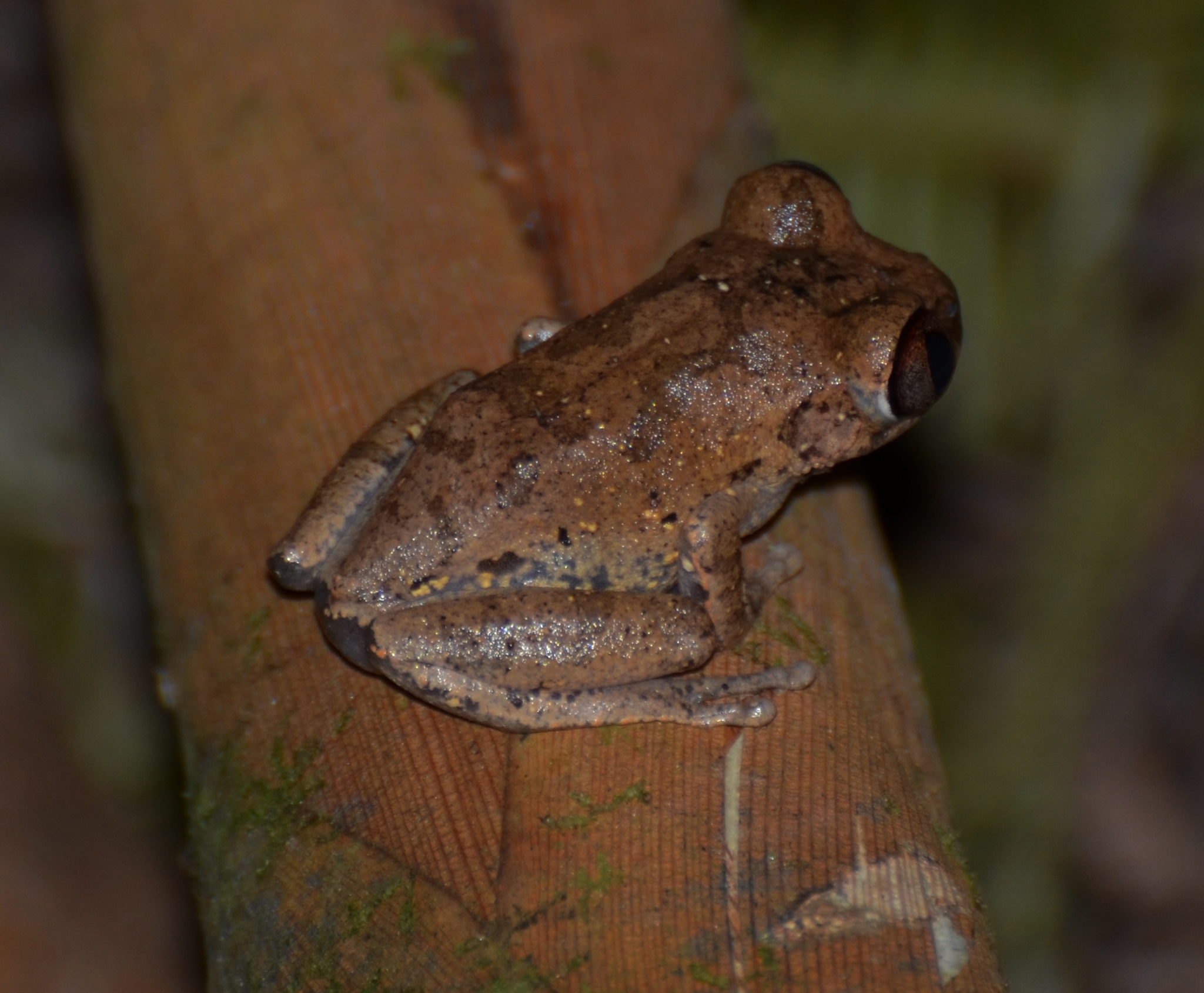 Leptopelis aubryi (Duméril, 1856)