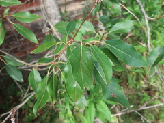 Populus longifolia