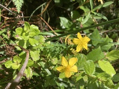 Hypericum scouleri