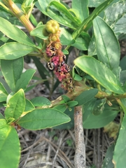 Phytolacca octandra