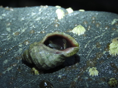 Muricidae