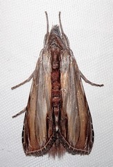 Cucullia convexipennis