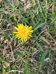 Taraxacum