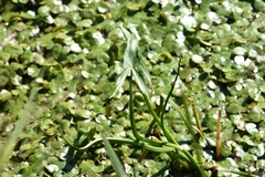 Sagittaria sagittifolia