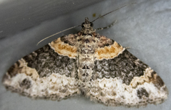 Xanthorhoe ferrugata