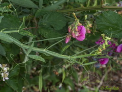 Lathyrus latifolius