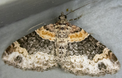 Xanthorhoe ferrugata