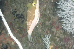 Canthigaster smithae