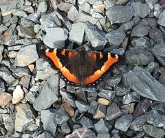 Aglais milberti