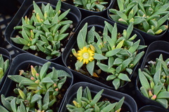 Bergeranthus multiceps