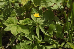 Anemonoides ranunculoides