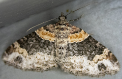 Xanthorhoe ferrugata