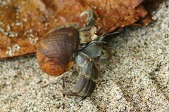Coenobita compressus
