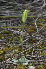 Pterostylis nana