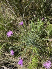 Centaurea stoebe