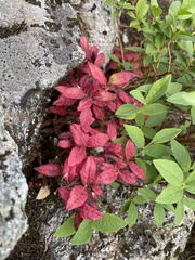 Vaccinium membranaceum