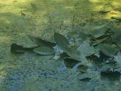 Nuphar lutea