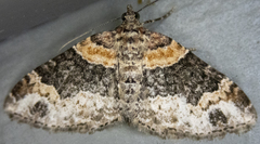 Xanthorhoe ferrugata