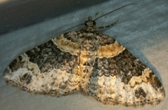 Xanthorhoe ferrugata