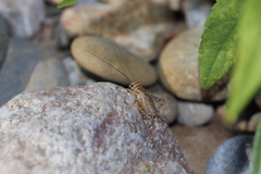 Eumodicogryllus bordigalensis