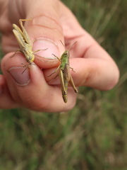 Pseudochorthippus parallelus