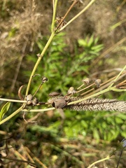 Eurygaster testudinaria