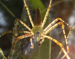 Peucetia formosensis