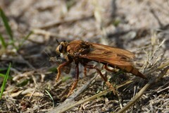 Asilus crabroniformis