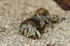 Coenobita compressus