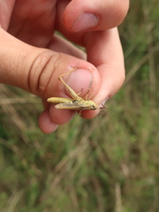 Chorthippus apricarius