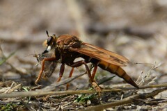 Asilus crabroniformis