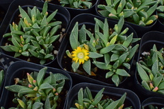 Bergeranthus multiceps