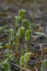 Pterostylis nana
