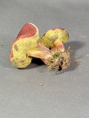 Hortiboletus