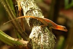 Anolis polylepis
