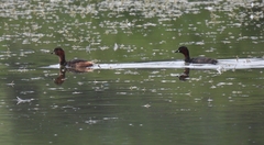 Tachybaptus ruficollis