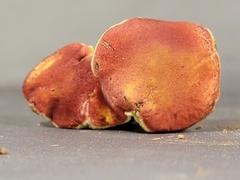 Hortiboletus