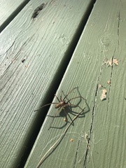 Eratigena atrica
