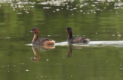 Tachybaptus ruficollis