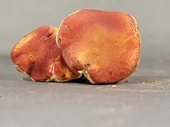 Hortiboletus
