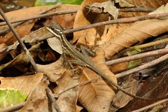 Basiliscus basiliscus