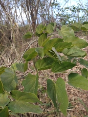 Bauhinia forficata