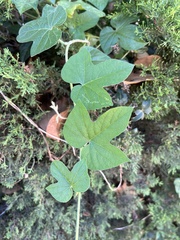Ipomoea indica
