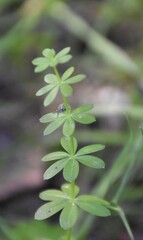 Galium mollugo