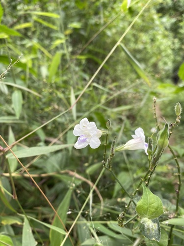 Asystasia gangetica subsp. micrantha image